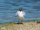 Black-headed Gull – Mewa Śmieszka
